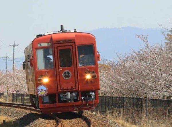 【呉・阿賀発】井原鉄道貸切お花見列車と 桜の井原堤と備中国分寺 日帰り1